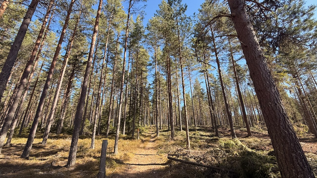 Trail running through Swedish landscape