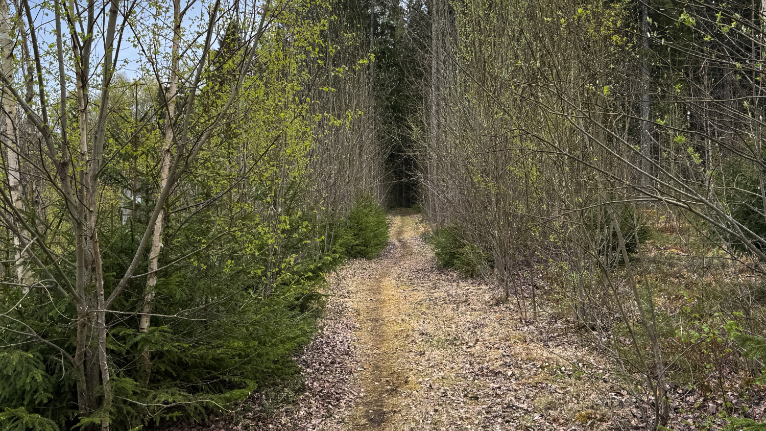 Löpargrupp i Spånga - trail